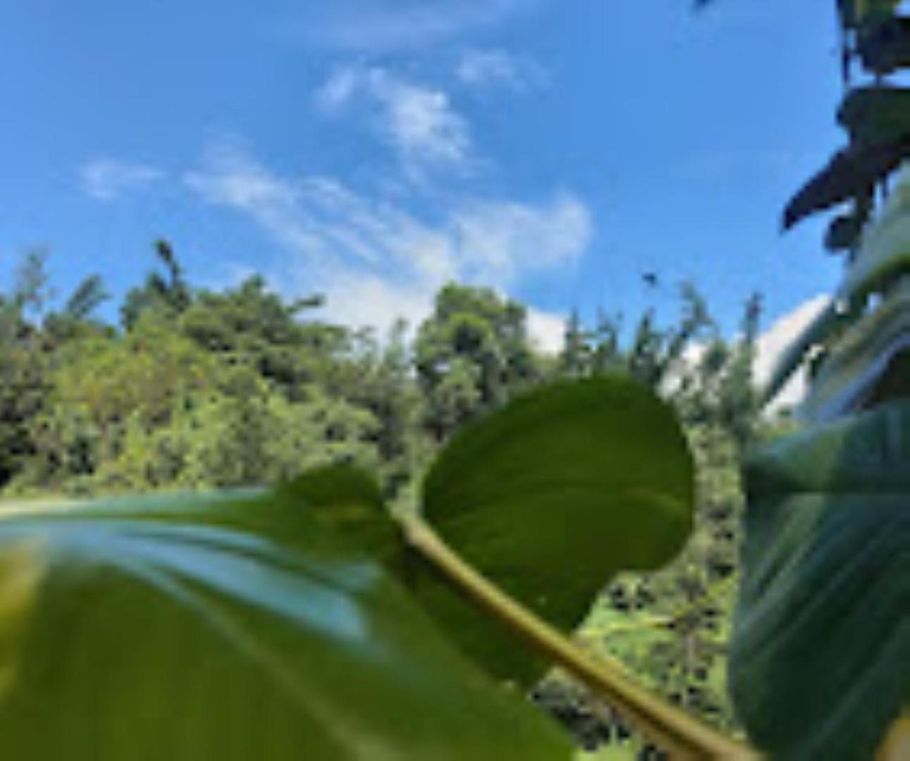 Brahmaputra Jungle Resort Гувахати Экстерьер фото